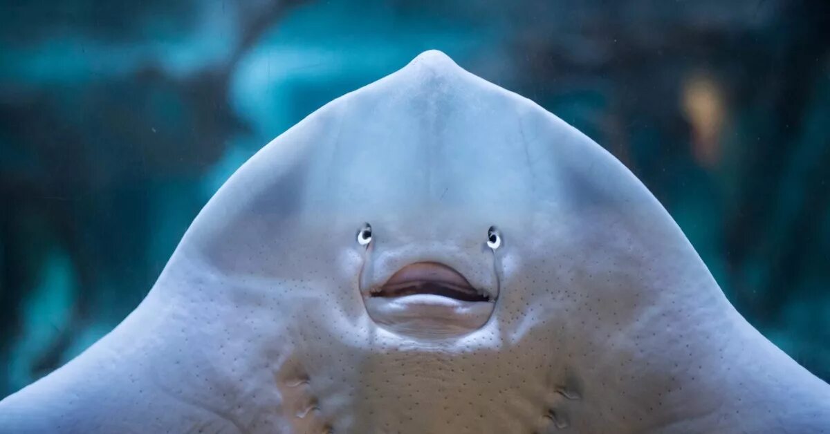 Рыба скат снизу. Лицо ската. Тюлень геншин. Морской котик. Зеленая суповая черепаха.