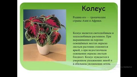 Откуда попали к нам кактусы пеларгония сансевьера