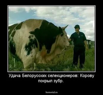 Удача бел