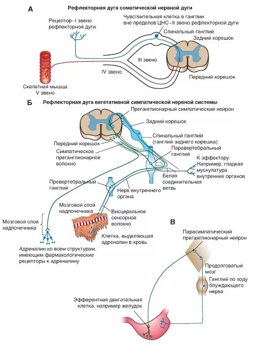 Дуги вегетативной нервной системы. Рефлекторная дуга вегетативного рефлекса симпатического. Схема рефлекторной дуги симпатического отдела ВНС. Схема вегетативной рефлекторной системы. Симпатическая рефлекторная дуга схема.