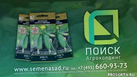 Огурцы атос описание сорта