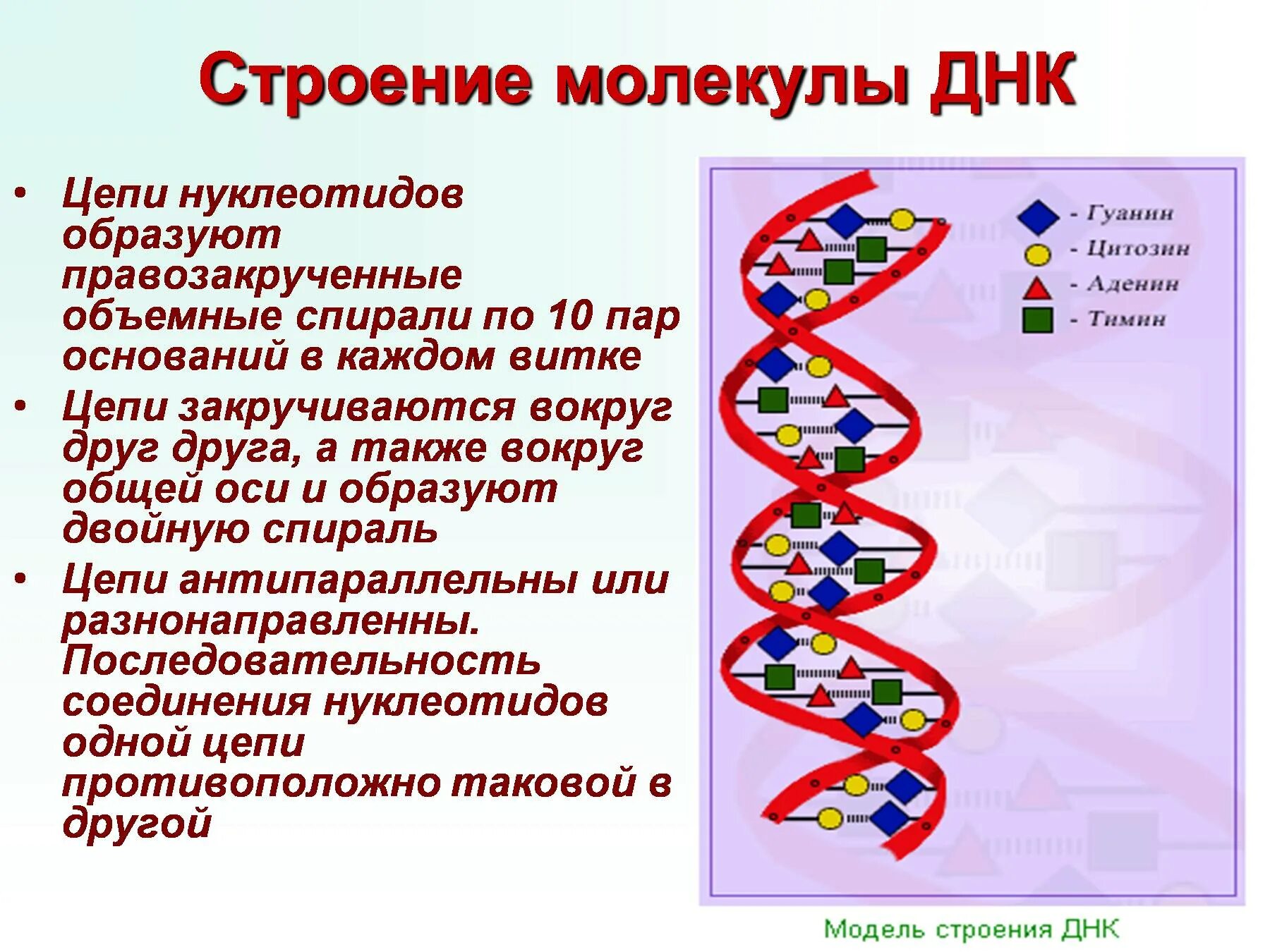 Опишите строение ДНК. Опишите структуру ДНК. Молекула ДНК структурные компоненты. Структурная организация молекулы ДНК.