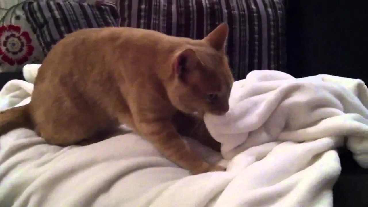 Зачем кошки мнут одеяло