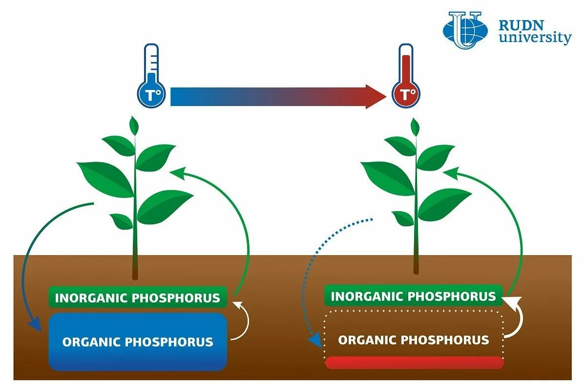 Количество фосфора в почве. Фосфор в почве. Соединения фосфора в почве. Мобилизация фосфора в почве. Доступность фосфора в почве.