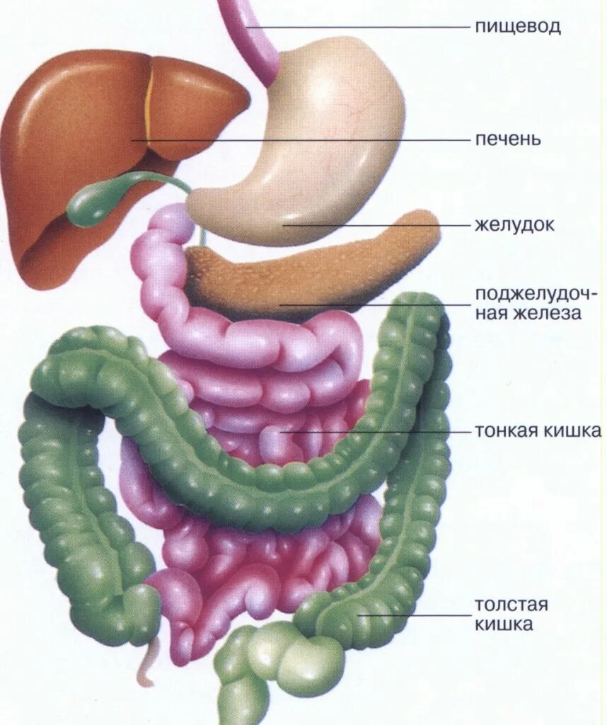 Анатомия ЖКТ человека кишечник. Строение ЖКТ тонкий кишечник. Анатомия ЖКТ толстая кишка. Тонкая и толстая кишка ЖКТ. Области жкт