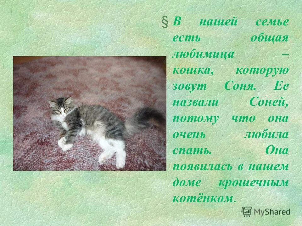 Сочинение про домашнее животное кошку. Мой домашний питомец кошка. Проект на тему мой любимый питомец кошка. Сочинение на тему моя любимица кошка. Рассказ про мою любимую кошку.