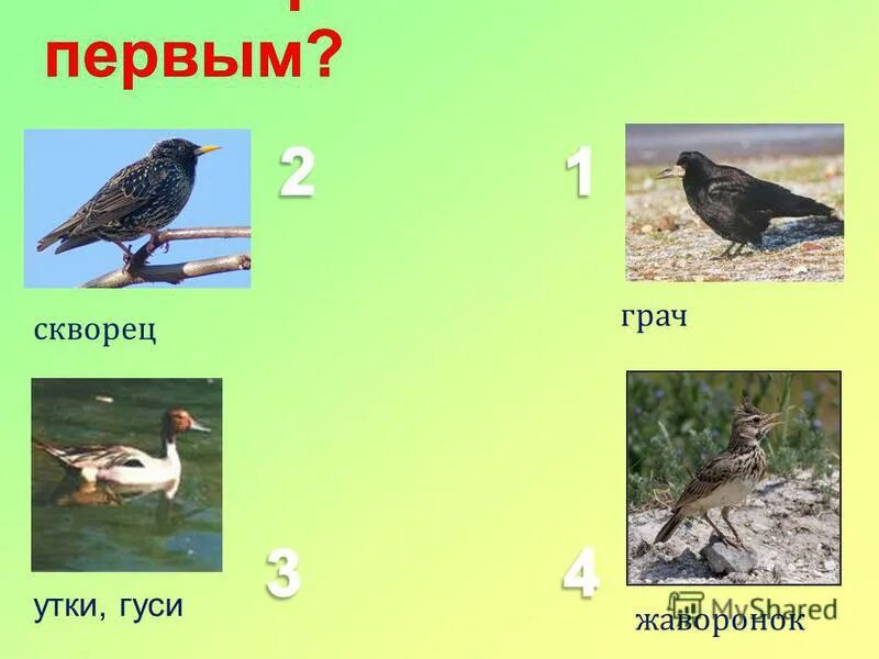 ласточка, скворец, грач, соловей. скворец зяблик трясогузка. ласточка, скворец, грач, соловей. скворец, жаворонок, грач отряд. грач скворец ласточка.