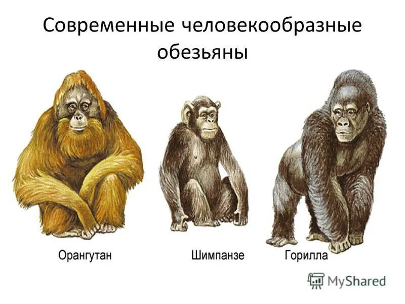 Урок обезьяны