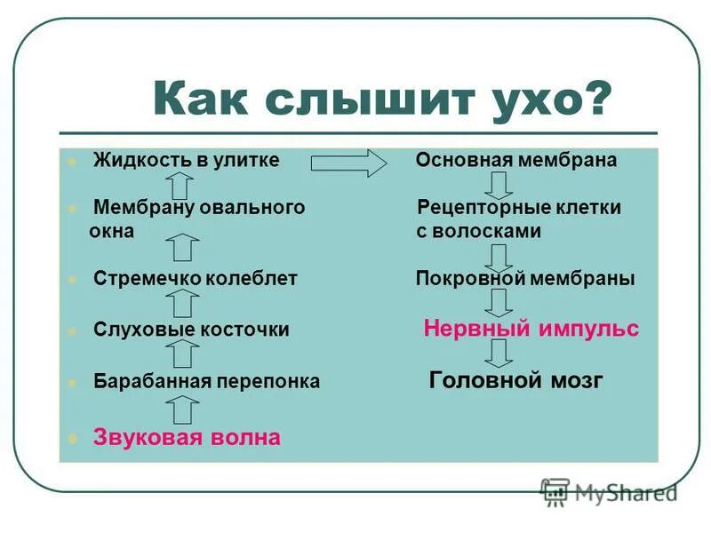 Звуки это что слышит ухо огэ ответы. Как слышит ухо. Как слышит ухо схема. Как слышит ухо кратко. Схематично как слышит ухо.