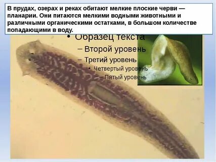 Чем питаются плоские черви