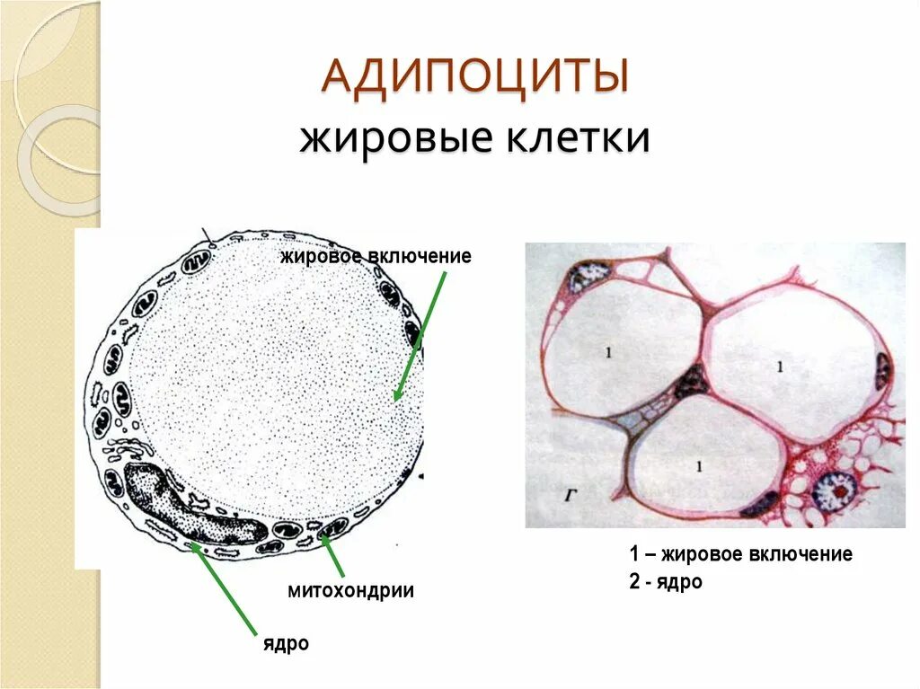 Жировая ткань латынь. Адипоцит белой жировой ткани. Адипоциты функции гистология. Жировые клетки адипоциты. Жировая клетка адипоцит.