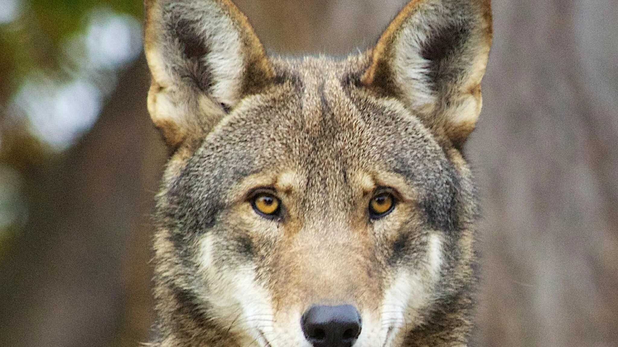 Волк евразии. Степной волк. Степной волк животное. Волк анфас. Волк в степи.