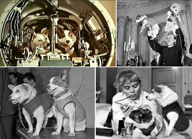 Белка и стрелка возраст. Белка и стрелка полёт в космос 1958. белка и стрелка август 1960. 1960 год космический корабль восток белка и стрелка. белка и стрелка 19 августа 1960 года.