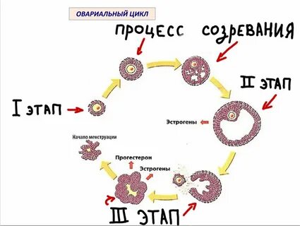 Сильно сбился цикл