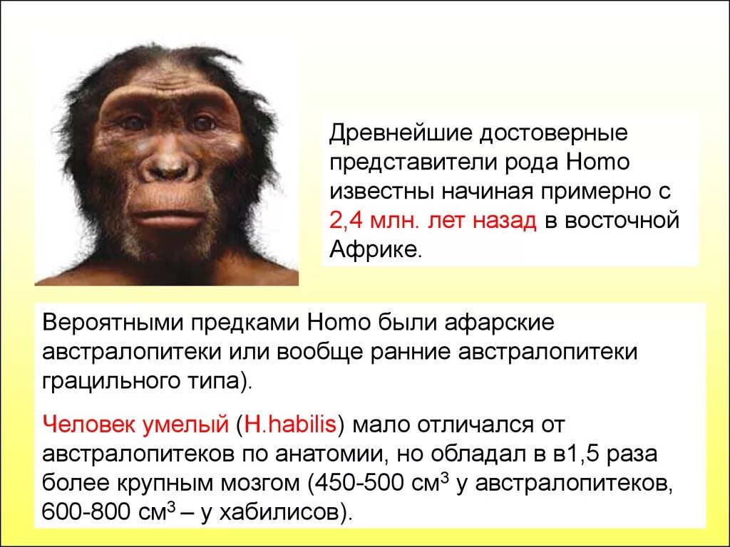 Древний предок рода. Род homo представители Эволюция. Представители рода хомо. Первые представители рода человек. Представители древних людей.