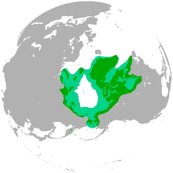 Ареал обитания белых медведей. Ареал обитания белых медведей в России. Ареал белого медведя. Ареал обитания белого медведя на карте. Как можно объяснить ареал обитания белого медведя