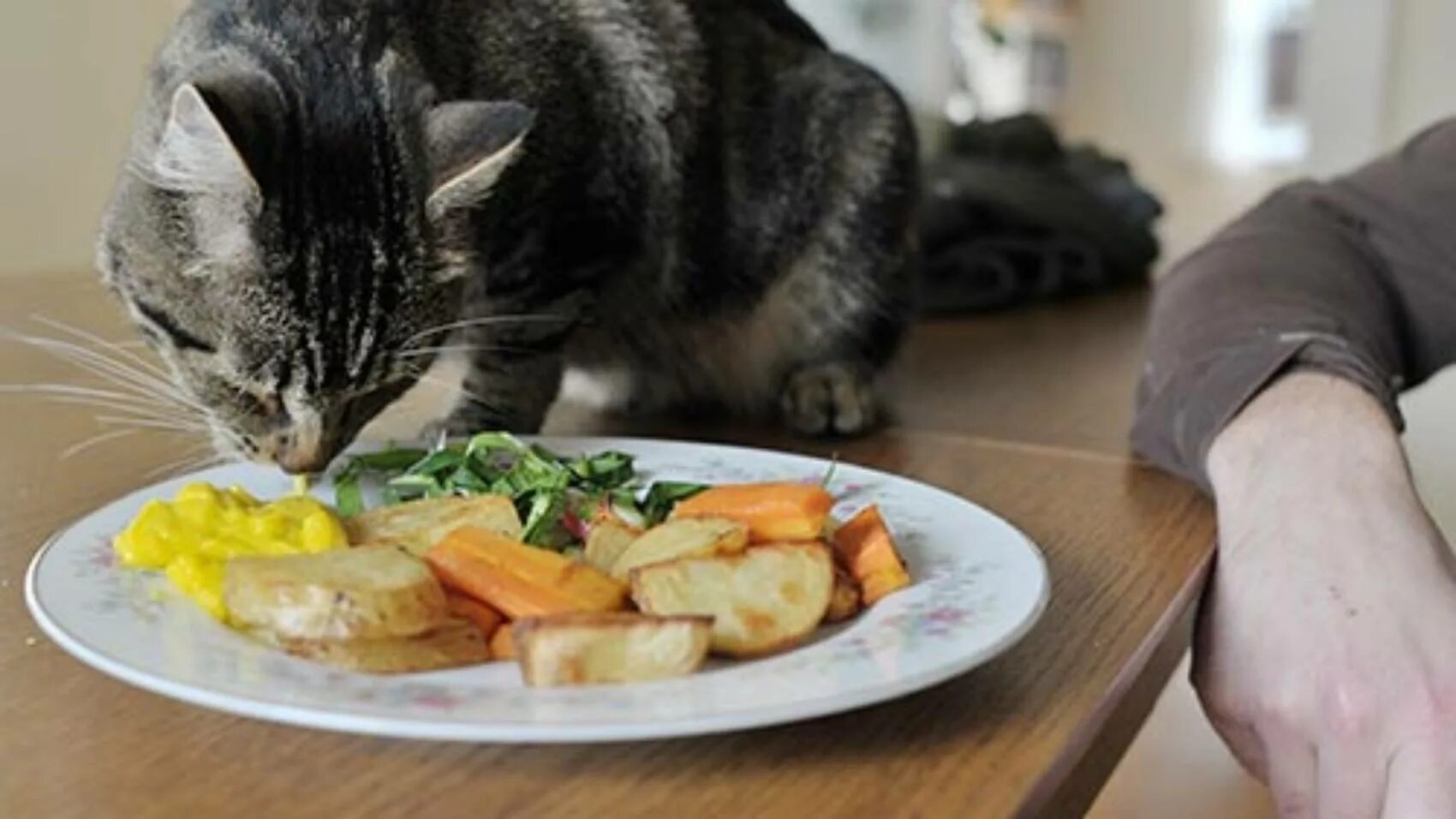 Что можно кошкам из еды. Питание кошек. Котик с едой. Еда для кошек. Кошка кушает.