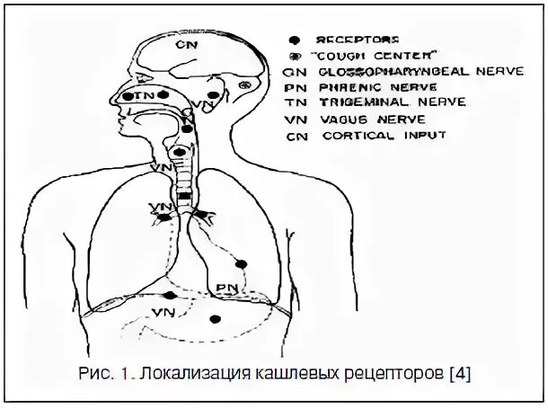 Центры кашля и чихания находятся в каком