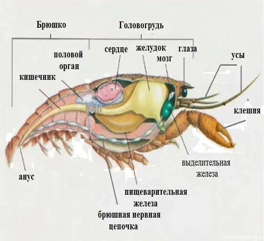 Органы выделения у ракообразных паукообразных. Органы выделения у ракообразных паукообразных