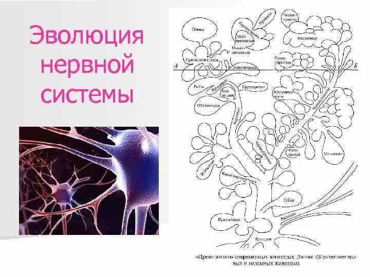 Эволюция нервной системы. Эволюция нервной системы схема. Филогенез нервной системы. Схему основных путей эволюции нервной системы..