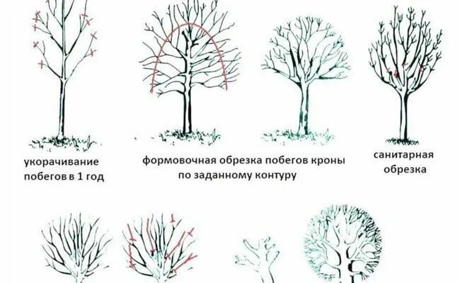Обрезают ли рябину