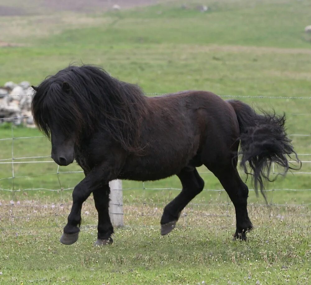 Шетлендский пони вороной. Пони шетлендской породы. Шетлендский пони черный. Мини шетлендский пони. Фотографии pony