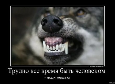 Злой быв