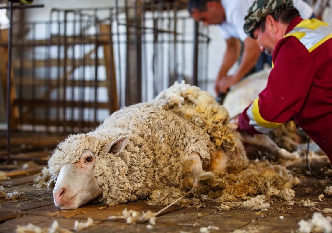 Стрижка баранов. Стрижка овец. Ручная стрижка овец. Профессиональная стрижка овец. Профессиональная стрижка овец.