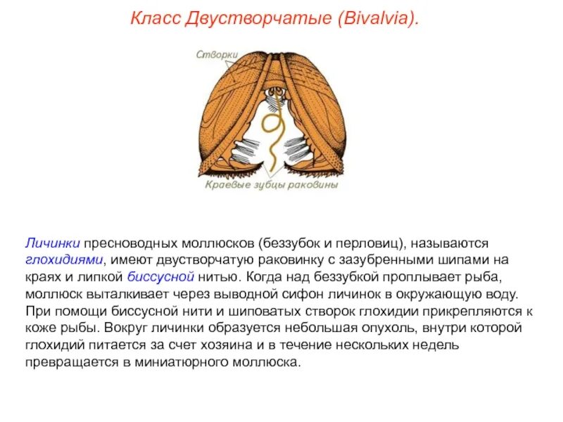 Двустворчатые моллюски цикл развития. Цикл беззубки. Личинка беззубки глохидий. Цикл развития двустворчатых моллюсков схема. Цикл беззубки.