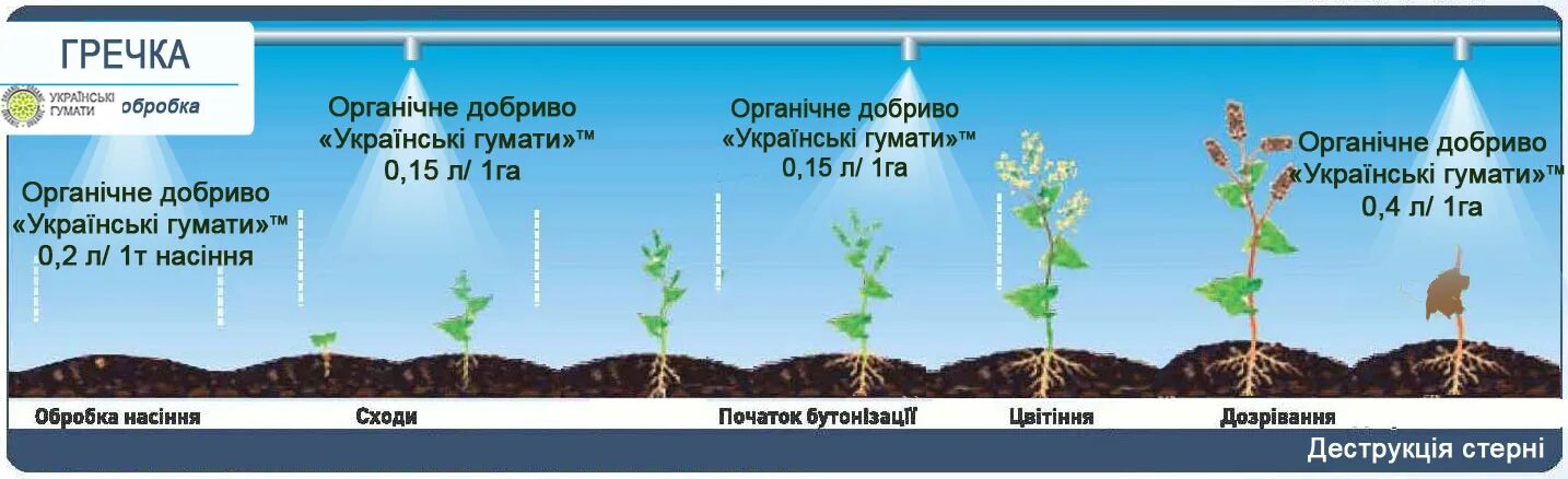 Этапы развития гречихи. Фазы роста гречихи. Диморфизм цветков гречихи. Гречиха посевная цветение. Фазы гречихи.