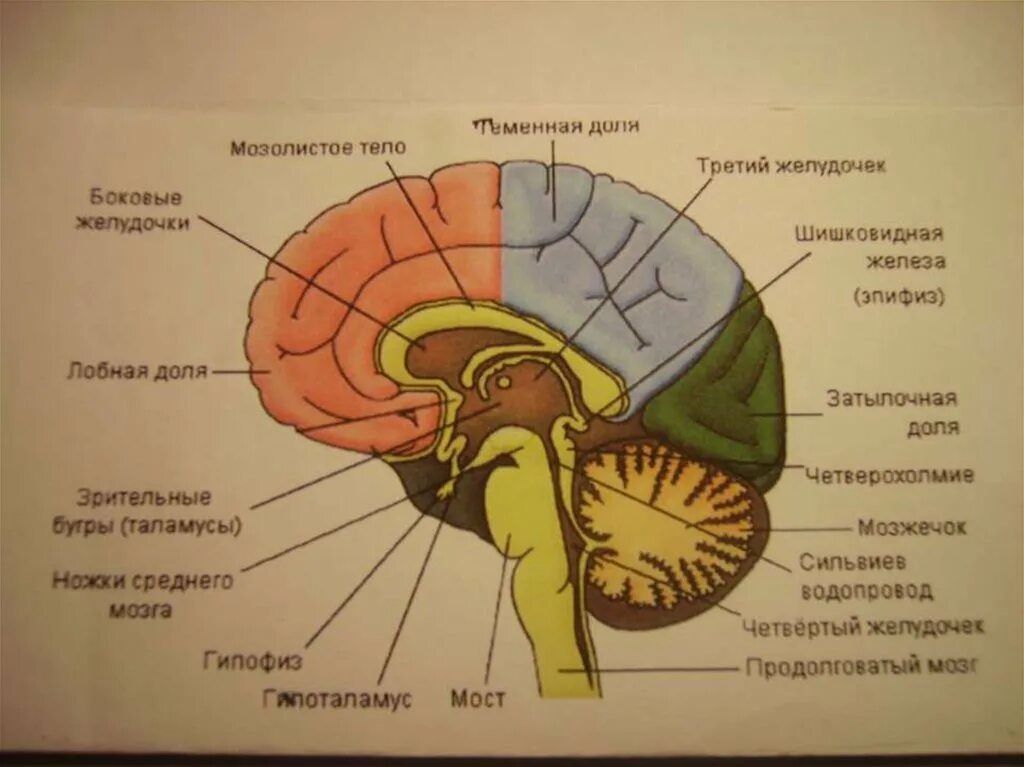 3 желудочек 10. Третий желудочек головного мозга. мозолистое тело и боковые желудочки. боковые стенки третьего желудочка. верхняя стенка третьего желудочка.
