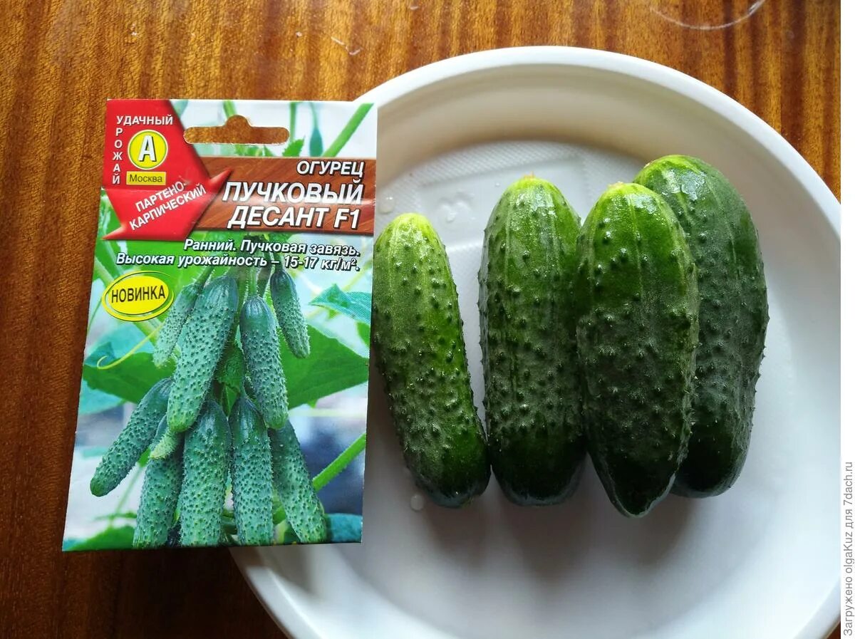 (аэлита). огурец зеленая гирлянда f1 аэлита. огурец десант f1. огурец арктика f1 арсенал товаров. огурец пучковый десант f1 аэл.
