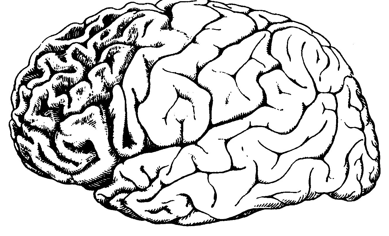 Лобно-височная деменция. Лобовисочнуя деменция. Болезнь Ниманна-пика головной мозг. Болезнь Ниманна пика мрт. Извилины брюс