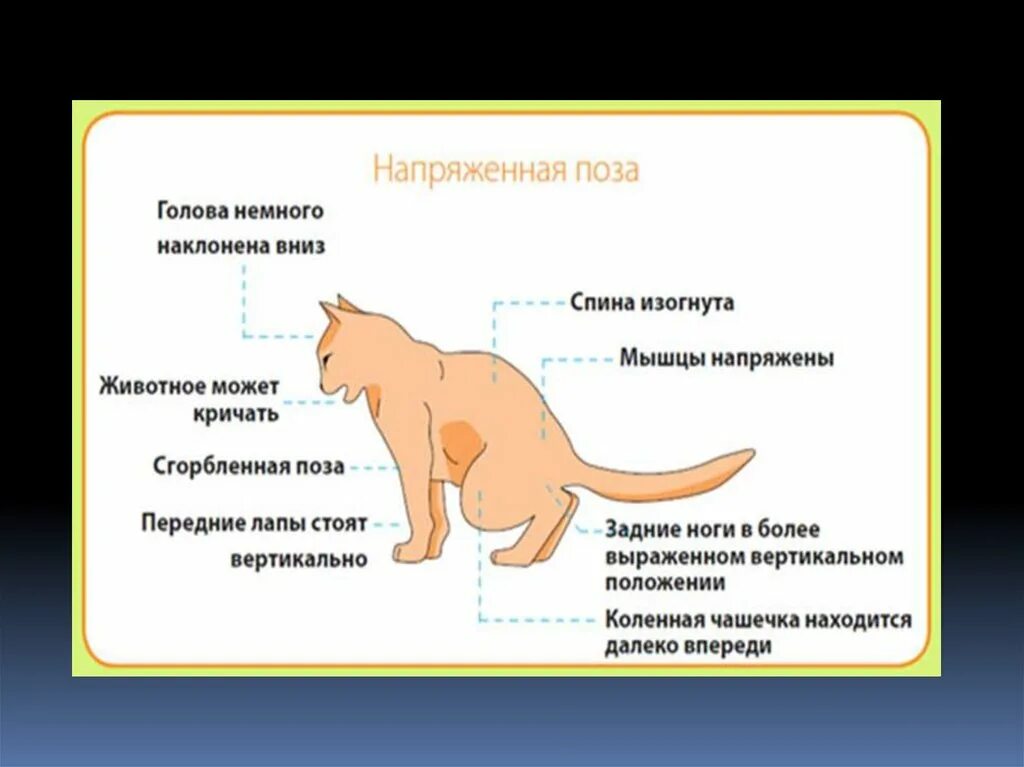 Исследование систем животных. Исследование систем животных
