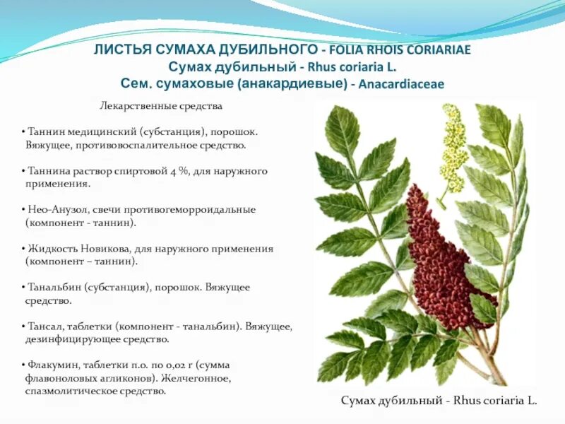 Сумах пушистый оленерогий уксусное дерево. Сумах оленерогий дерево. Сумах оленерогий. Сумах дерево. Сумах дубильный гербарий.