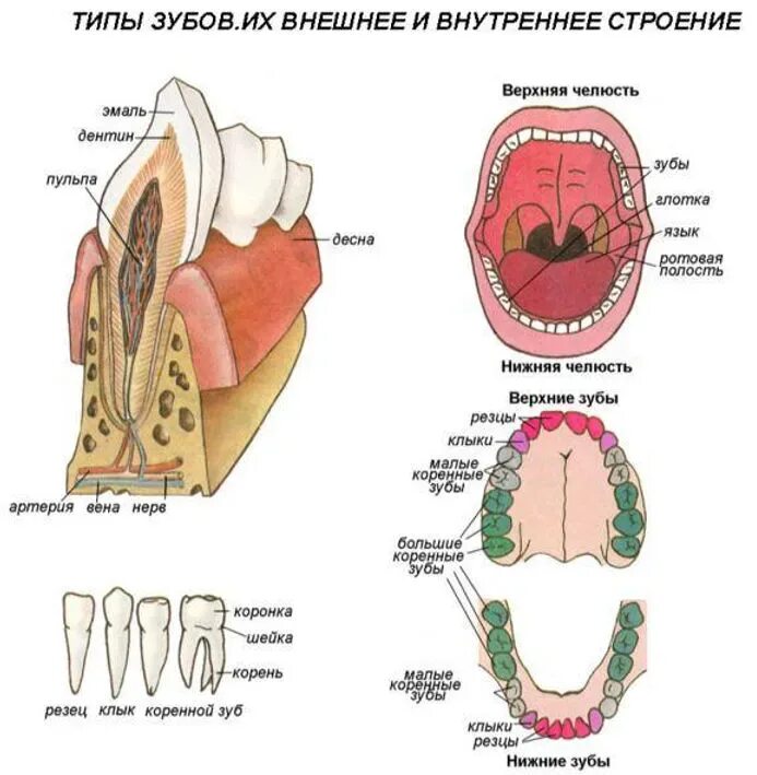 Полость рта схема. Пищеварительная система человека зубы. Пищеварительная система ротовая полость (с зубами. Пищеварительная система человека строение зуба.