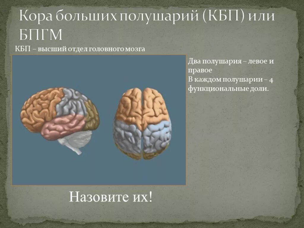 КБП головного мозга функции. Головной мозг отделы и функции КБП. Доли КБП И функции.