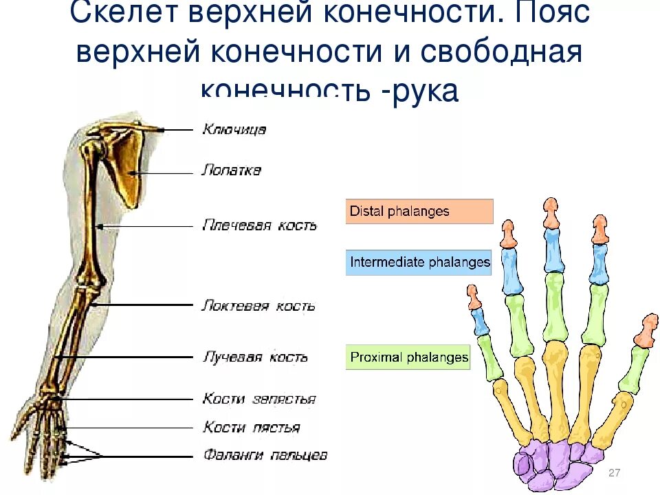 Строение конечностей рисунок. Схема строения верхней конечности человека. Строение пояса верхних конечностей. Скелет верхней конечности свободная конечность. Скелет пояса верхних конечностей.