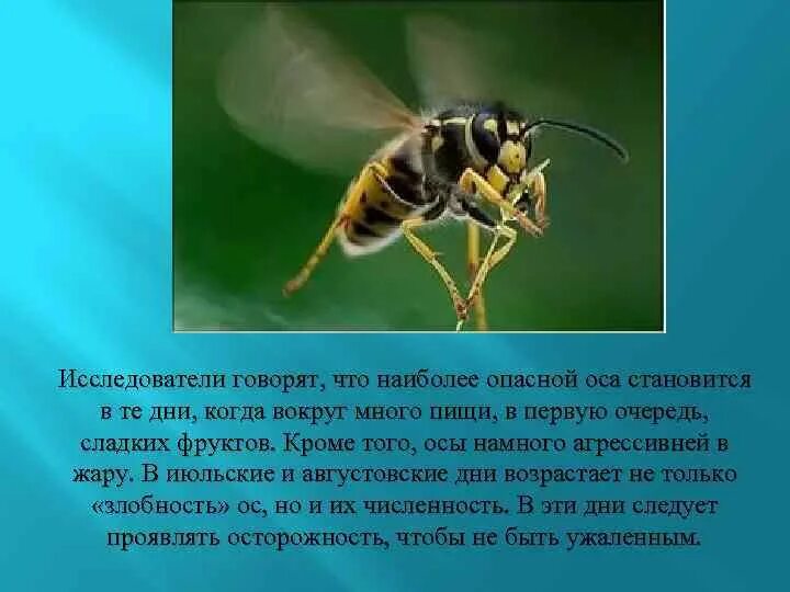 Оса картинка с описанием. Доклад про осу. Окружающий мир осы пчелы. Оса краткая информация. Важная информация о пчелах 2