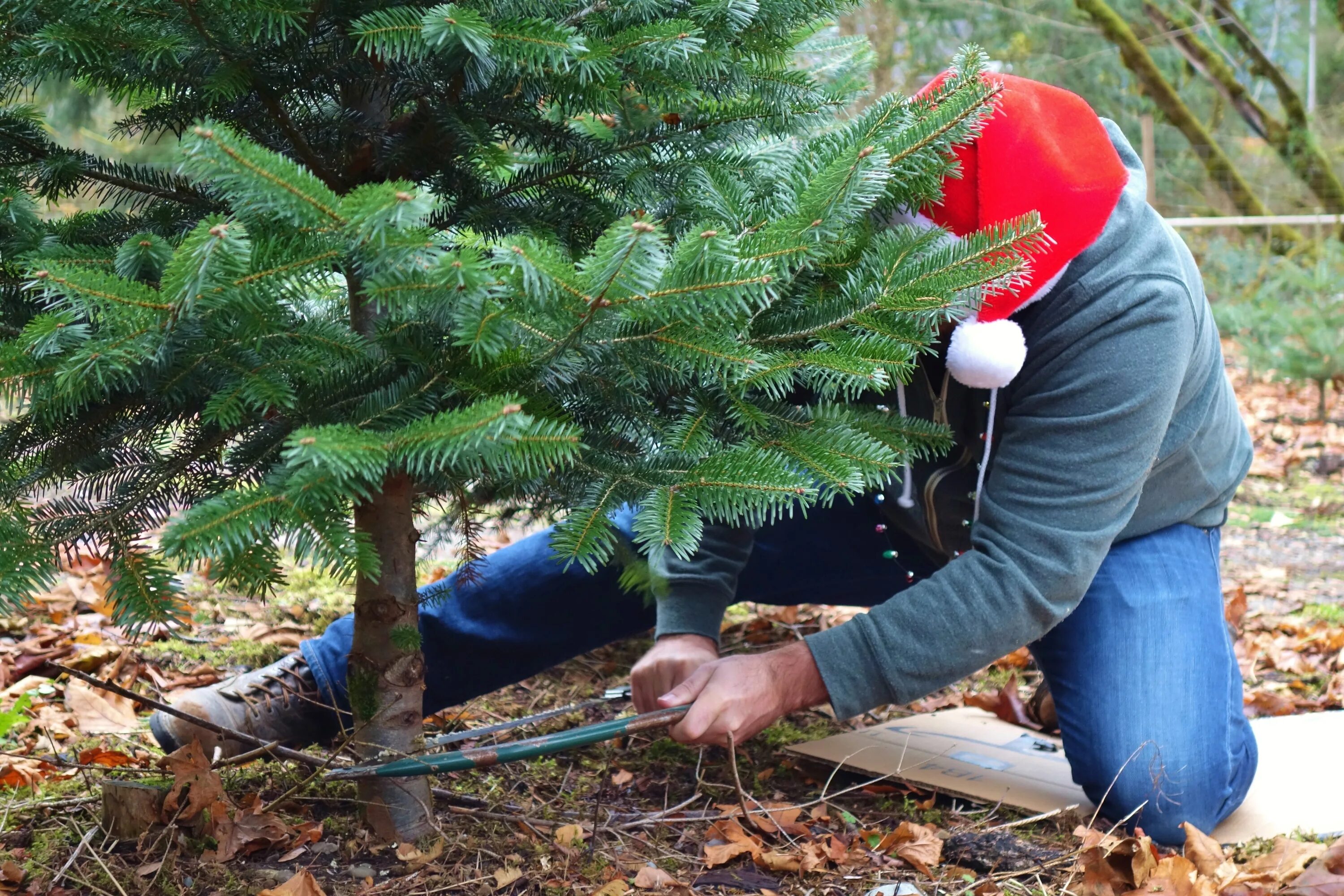 Cut down plant. Christmas Trees Cutting down. To Cut down Trees. Cutting down. Christmas Tree Cutter спастись от убийцы.