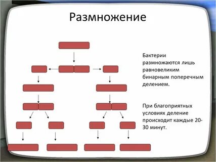Бинарный способ размножения