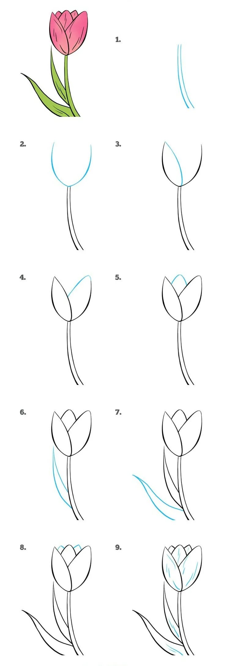 Тюльпан поэтапно карандашом для начинающих. Этапы рисования цветка. Рисование цветов поэтапно. Поэтапный рисунок цветка. Цветы поэтапное рисование для детей.