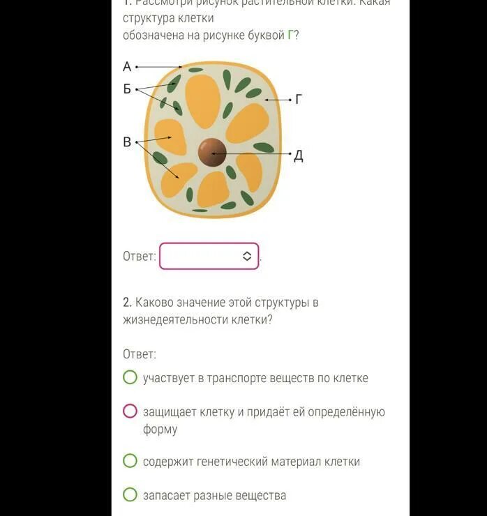 Какую структуру клетки обозначена буквой а. Какую структуру клетки обозначена буквой а