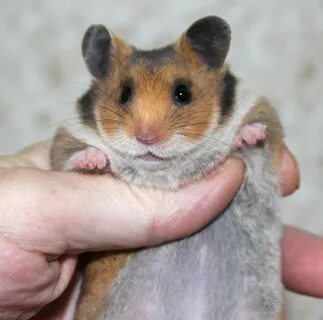 Самка хомяка