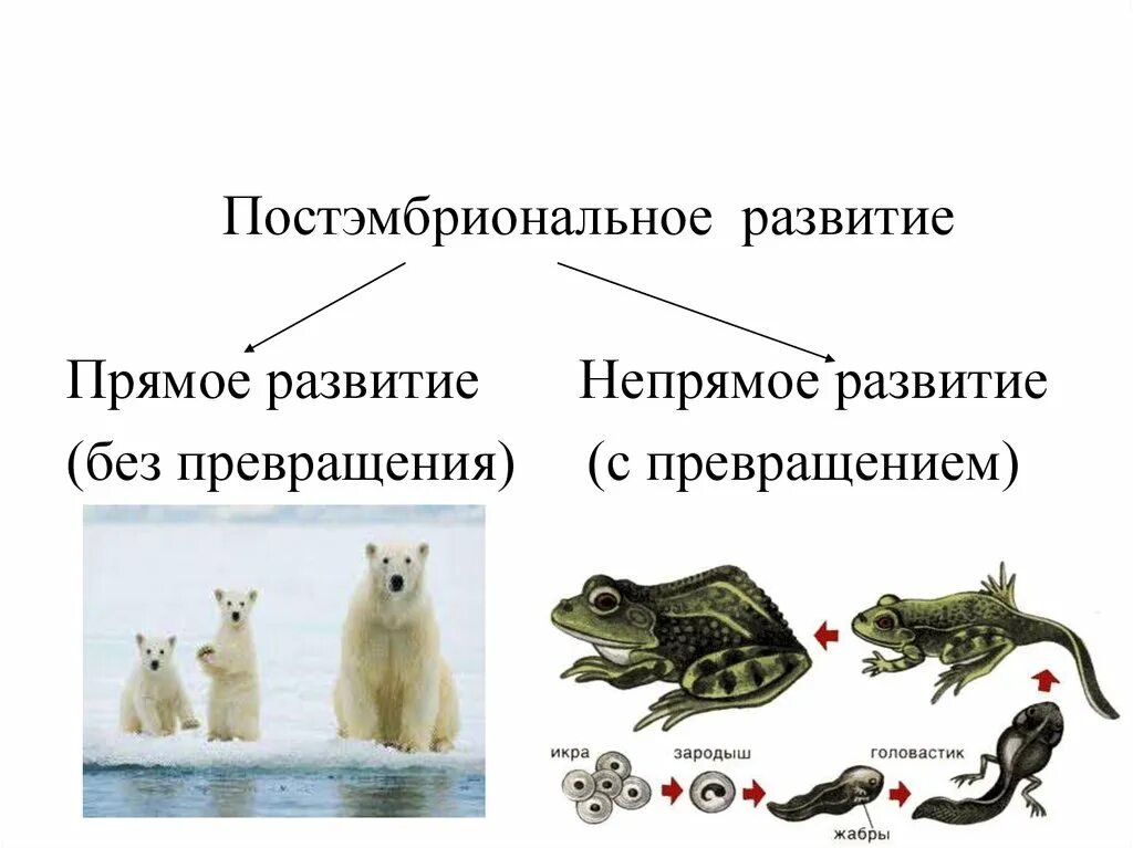 Постэмбриональное развитие прямое и Непрямое примеры. Постэмбриональное развитие прямое и Непрямое развитие. Постэмбриональное развитие прямое Непрямое метаморфоз. Постэмбриональное развитие у животных прямое и Непрямое.