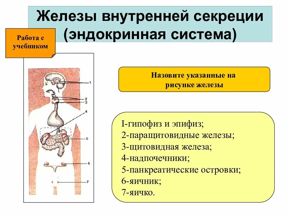 Функции эндокринная система железы внутренней секреции. Эндокринная система внешней секреции и внутренней. Эндокринная система железы внешней секреции. Эндокринная система желез внутренней секреции.