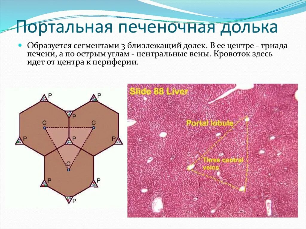 Триада печени. Строение дольки ацинус печени. Строение портальной дольки печени. Ацинус печени гистология. Строение печеночной дольки гистология.