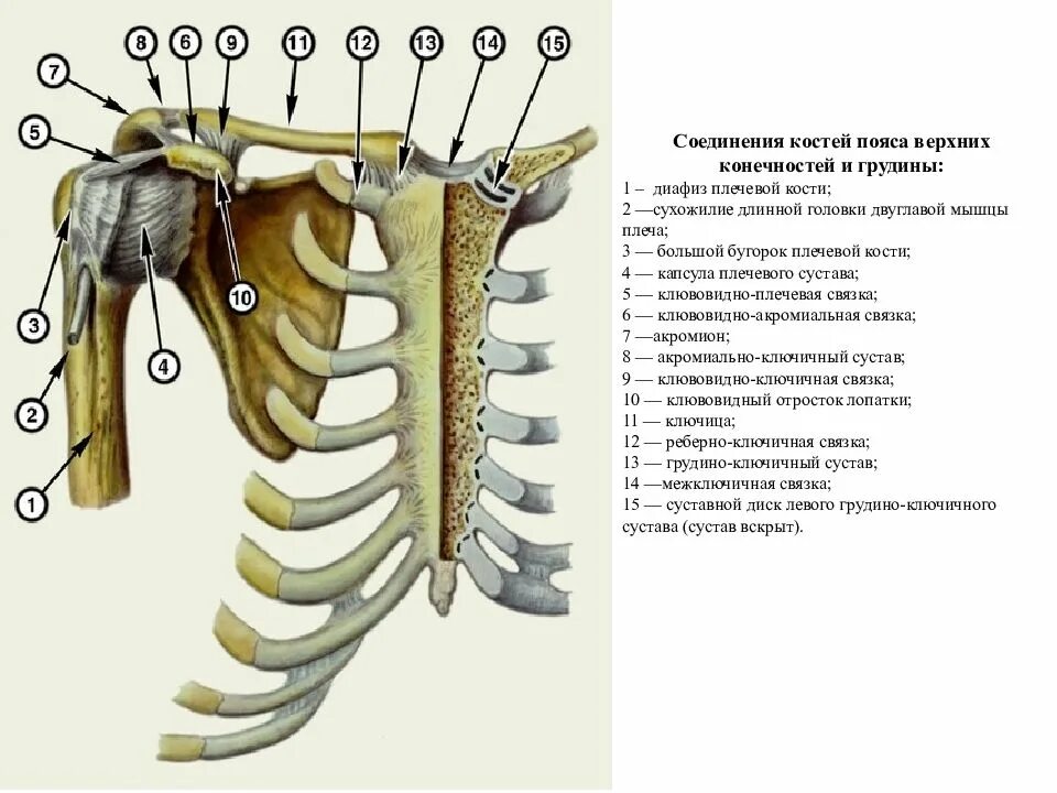 Соединения пояса верхней конечности. Соединения плечевого пояса анатомия. Соединения пояса верхней конечности анатомия.