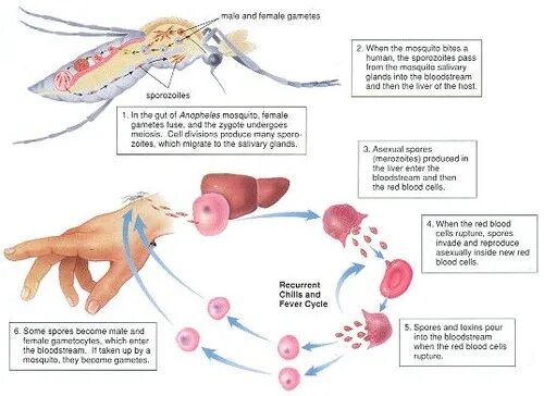 Можно ли считать человека окончательным хозяином малярийного. Микрогамета малярийного плазмодия. Малярийный плазмодий мастигофоров. Жизненный цикл малярийного плазмодия. Личинка малярийного плазмодия.