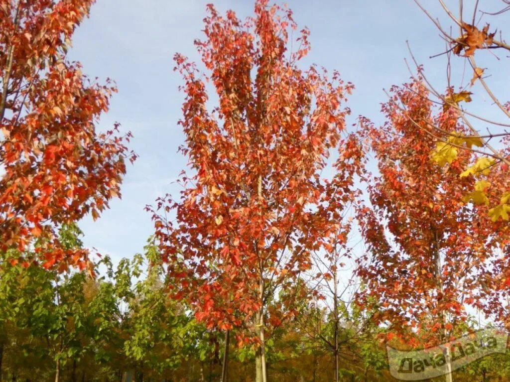 Acer rubrum (клен красный) 'red sunset'. Смоленск досуговское шоссе красный клен. Клен гиннала. Acer rubrum (клен красный) 'red sunset'. Клен красный acer rubrum.